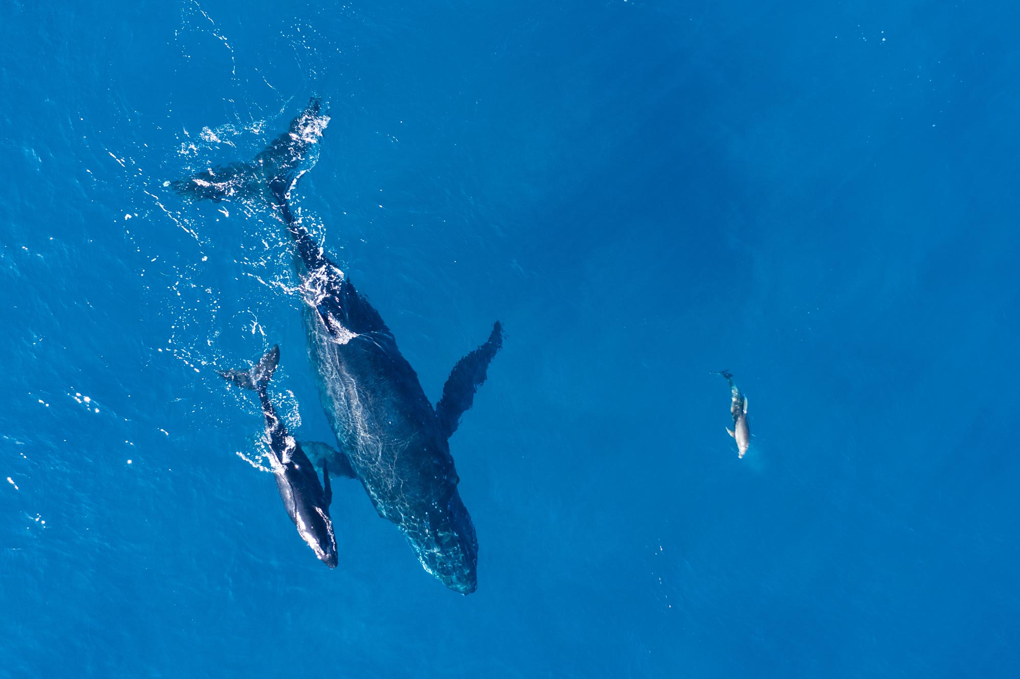 Save the whales